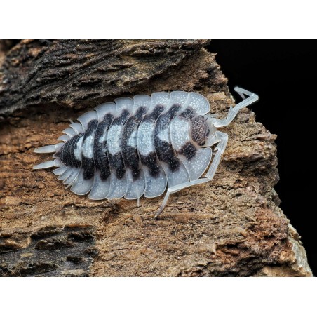 Acheter Porcellio succinctus Black Ribs