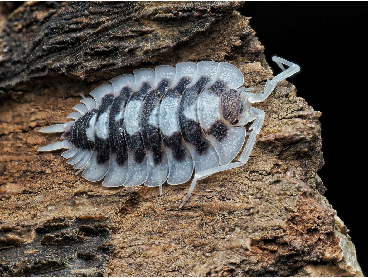 Acheter Porcellio succinctus Black Ribs