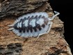 Acheter Porcellio succinctus Black Ribs
