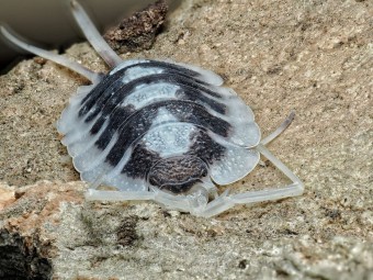 Porcellio succinctus "Black Ribs" : L'Isopode Géant Espagnol 🖤