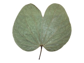 Feuilles de Bauhinia sp. : L'Élégance Tropicale en Terrarium 🦋