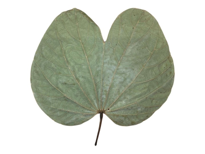 Feuilles de Bauhinia sp. : L'Élégance Tropicale en Terrarium 🦋