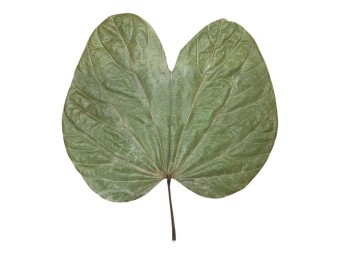 Feuilles de Bauhinia sp. : L'Élégance Tropicale en Terrarium 🦋