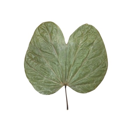 Feuilles de Bauhinia sp. : L'Élégance Tropicale en Terrarium 🦋
