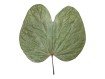 Feuilles de Bauhinia sp. : L'Élégance Tropicale en Terrarium 🦋