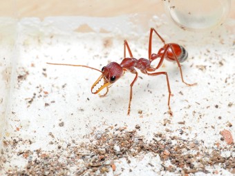 Fiche élevage Myrmecia gulosa : Guide complet Red Bull Ant.