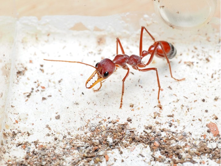 Fiche élevage Myrmecia gulosa : Guide complet Red Bull Ant.