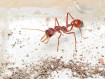 Fiche élevage Myrmecia gulosa : Guide complet Red Bull Ant.