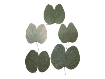 Feuilles de Bauhinia sp. : L'Élégance Tropicale en Terrarium 🦋