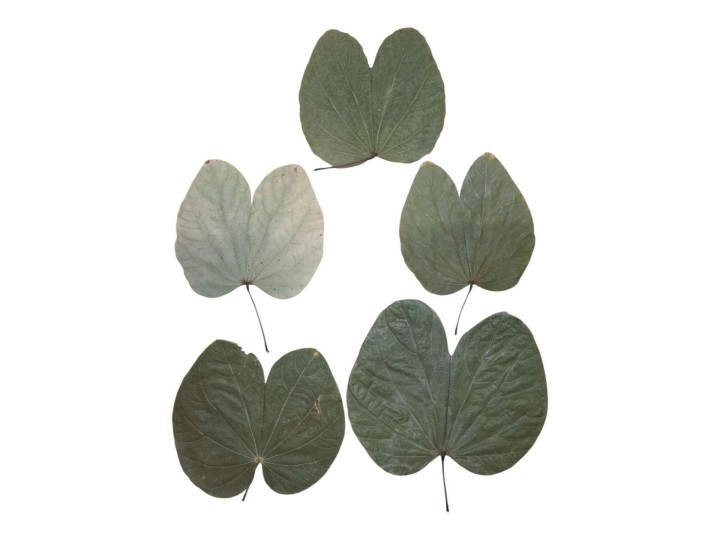 Feuilles de Bauhinia sp. : L'Élégance Tropicale en Terrarium 🦋