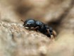 Cephalotes minutus : La Petite Fourmi Tortue Arboricole