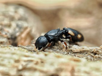 Cephalotes minutus - Fourmi Tortue Exotique