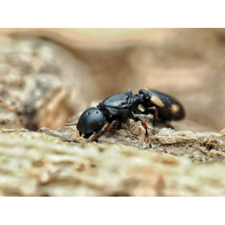 Cephalotes minutus - Fourmi Tortue Exotique
