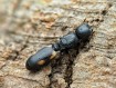 Cephalotes minutus : La Petite Fourmi Tortue Arboricole