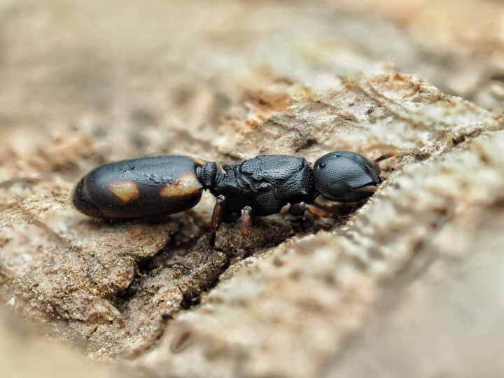 Cephalotes minutus : La Petite Fourmi Tortue Arboricole
