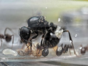 Messor arenarius - Fourmi Moissonneuse Géante