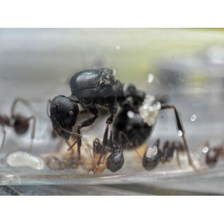 Messor arenarius - Fourmi Moissonneuse Géante