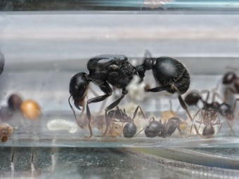 Messor arenarius : La Fourmi Moissonneuse Géante du Désert 🌾