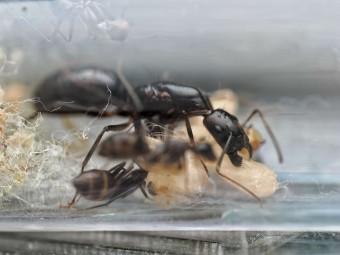 Camponotus sp. Long Face - Fourmi Exotique