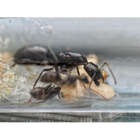 Camponotus sp. Long Face - Fourmi Exotique