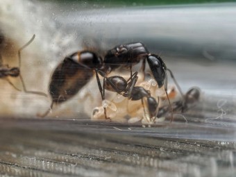 Camponotus sp. "Long Face" : La Fourmi à Tête Allongée 🐜