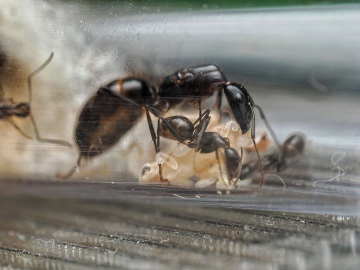 Camponotus sp. "Long Face" : La Fourmi à Tête Allongée 🐜