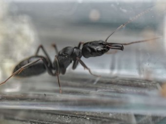 Odontomachus scalpus - Fourmi Mâchoires-Pièges