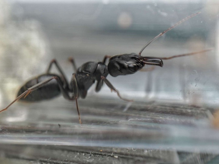 Odontomachus scalpus - Fourmi Mâchoires-Pièges