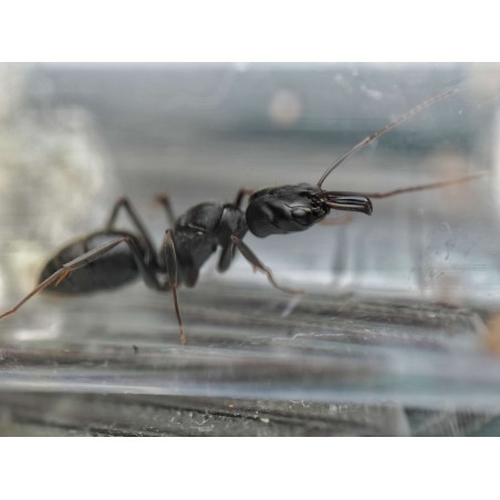 Odontomachus scalpus - Fourmi Mâchoires-Pièges