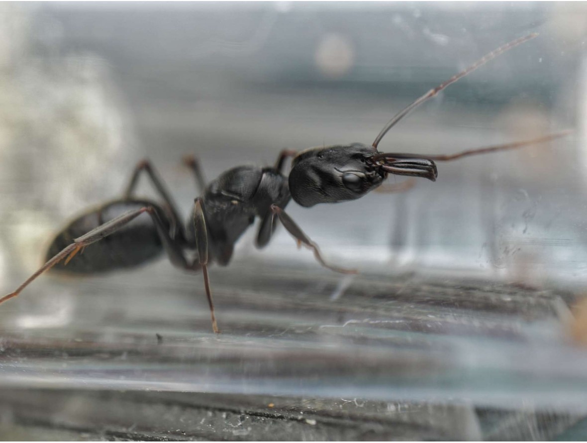 Odontomachus scalpus - Fourmi Mâchoires-Pièges