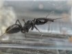 Odontomachus scalpus - Fourmi Mâchoires-Pièges