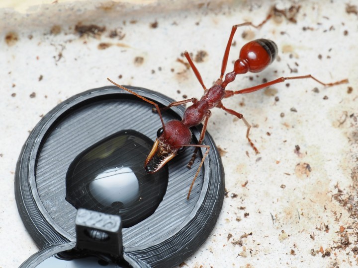 Fiche élevage Myrmecia gulosa : Guide complet Red Bull Ant.