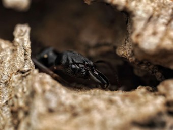 Odontomachus scalpus : La Fourmi Trap-Jaw aux Mandibules Pièges ⚡