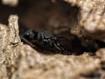 Odontomachus scalpus : La Fourmi Trap-Jaw aux Mandibules Pièges ⚡
