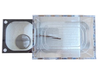 Nid Fourmis Plâtre Résiné avec Aire de Chasse Antandpod 🐜