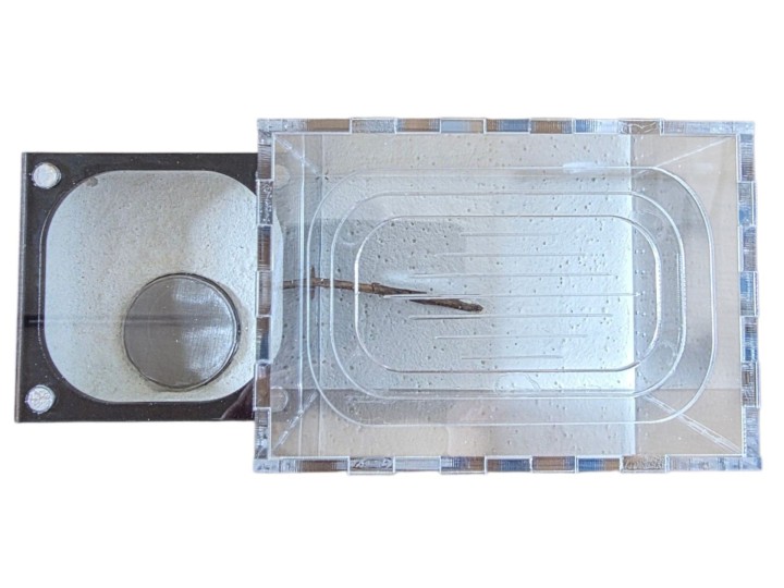 Nid Fourmis Plâtre Résiné avec Aire de Chasse Antandpod 🐜