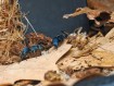 Fiche d'élevage Polyrhachis cyaniventris : La Fourmi à l'Abdomen Bleu