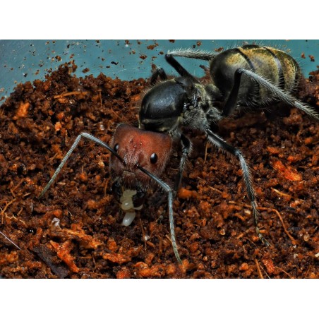Acheter une Reine Camponotus singularis (Fondation)