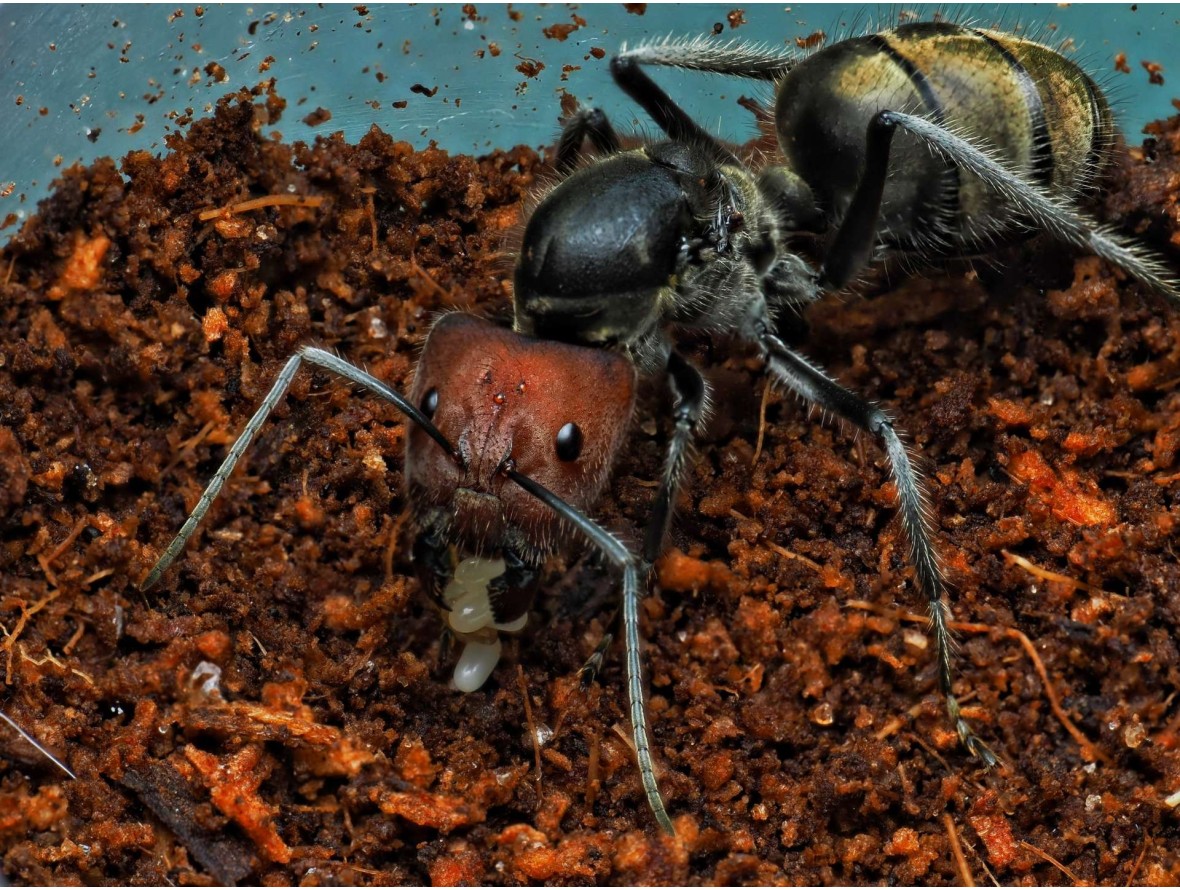 Acheter une Reine Camponotus singularis (Fondation)