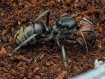 Camponotus singularis : La Fourmi Géante à Tête Rouge 🐜 | Antandpod