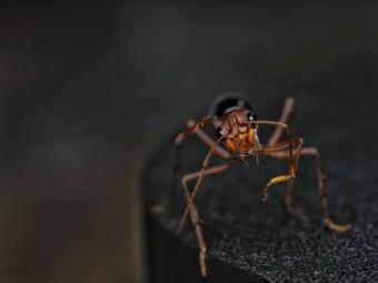 Acheter une Reine Myrmecia vindex (Fourmi Géante)
