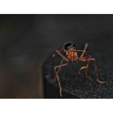 Acheter une Reine Myrmecia vindex (Fourmi Géante)