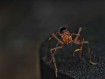 Acheter une Reine Myrmecia vindex (Fourmi Géante)