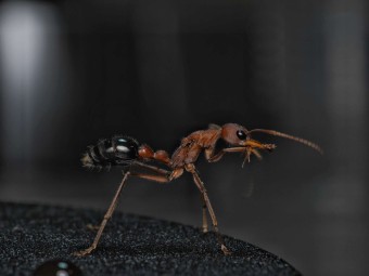 Myrmecia vindex : La Redoutable Fourmi Bouledogue 🐜 | Antandpod