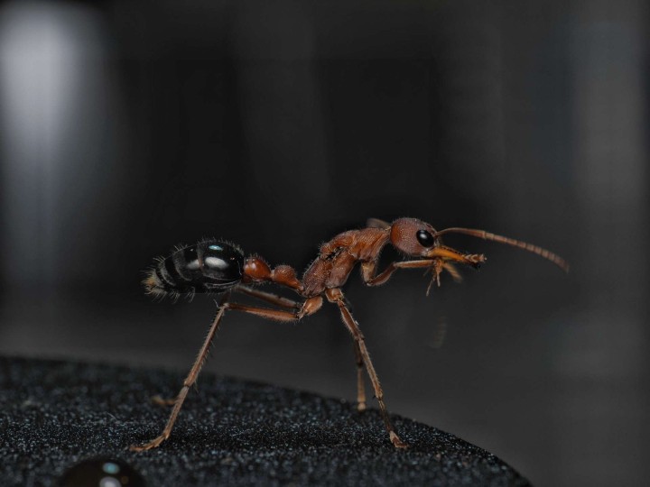 Myrmecia vindex : La Redoutable Fourmi Bouledogue 🐜 | Antandpod