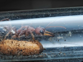 Myrmecia vindex : La Redoutable Fourmi Bouledogue 🐜 | Antandpod