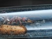 Myrmecia vindex : La Redoutable Fourmi Bouledogue 🐜 | Antandpod