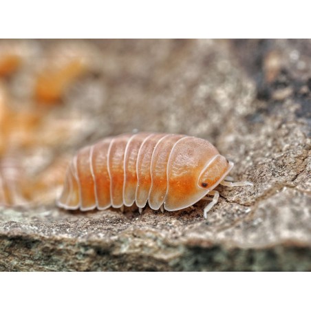 Acheter Cubaris sp. Panda King Citrus (Souche)