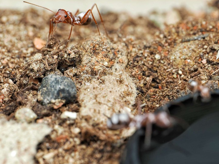 Cataglyphis bombycina : La Fourmi Argentée du Sahara 🐜 | Antandpod