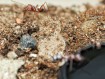 Cataglyphis bombycina : La Fourmi Argentée du Sahara 🐜 | Antandpod